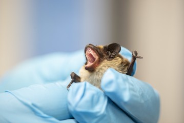 Parti-coloured bat in Wildlife Hospital