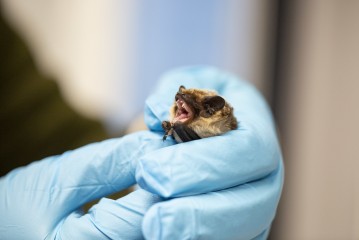 Parti-coloured bat in Wildlife Hospital