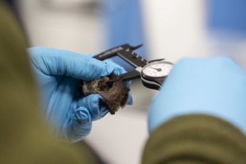 Measuring the parti-coloured bat in Wildlife Hospital