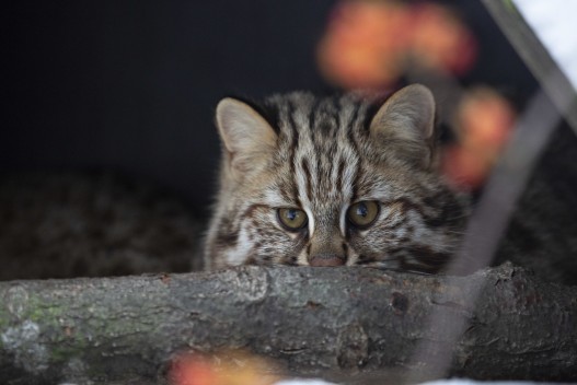 Amur leopard cat (young female)