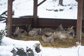 Pere David's deers resting
