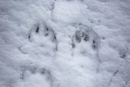 Wolverine footprints on snow