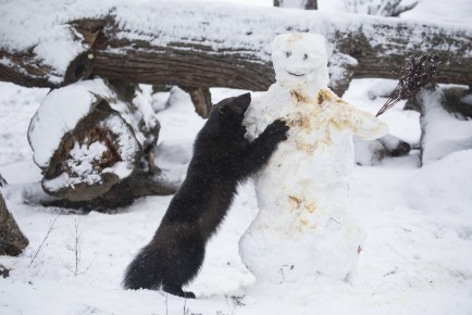 Wolverine and snowman