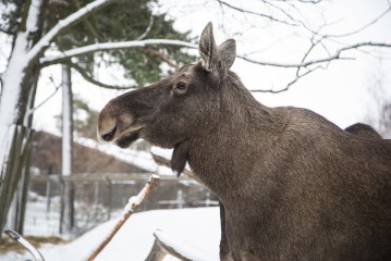 Elk (female)