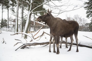 Elks (female)