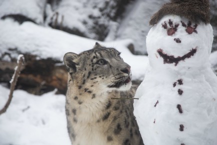 Snow leopard and snowman