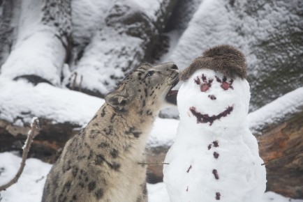 Snow leopard and snowman