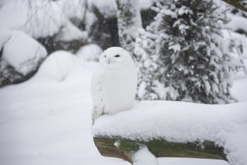 Snowy owl (male) in snow