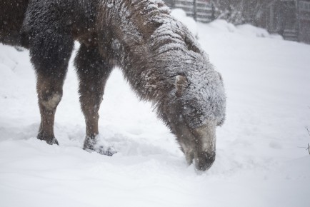 Camel eating snow