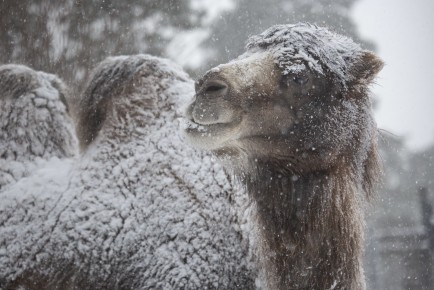 Camel covered in snow