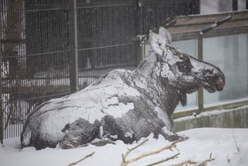 Elk (female) covered in snow