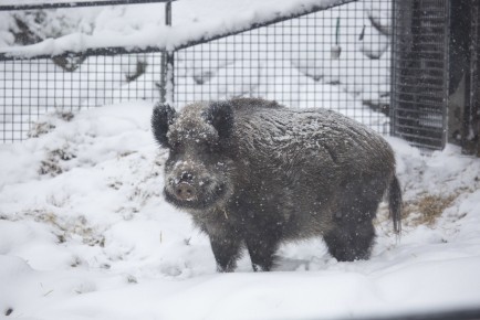 Wild boar in snow