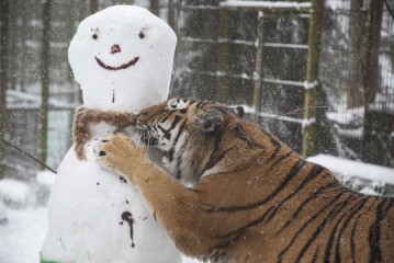 Amur tiger and snowman