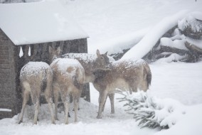 Pere Davids deers covered with snow
