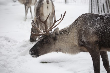 European forest reindeer in snow