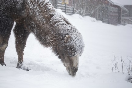 Camel eating snow