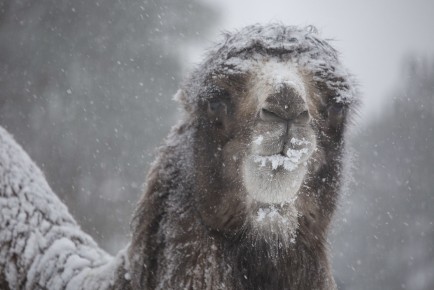 Camel covered in snow