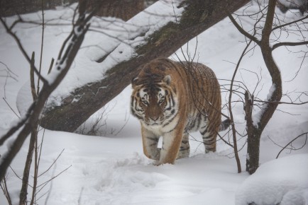 Amur tiger (male) in snow