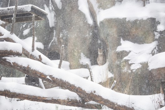 Lynx (female) watching the snowstorm