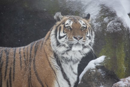 Amur tiger (female) in snow