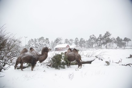 Camels in snow