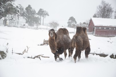 Camels in snow