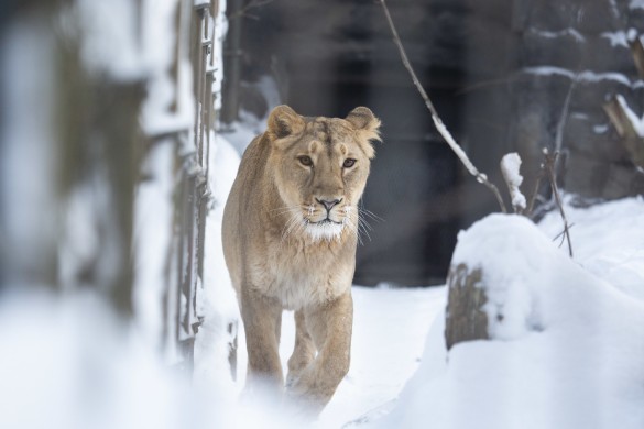 Asiatic lion outside during a cold winter day