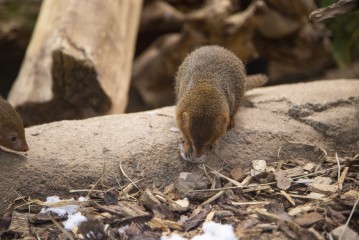 Dwarf mongoose investigating snow