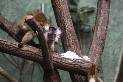 Black lemur (female) investigating snow