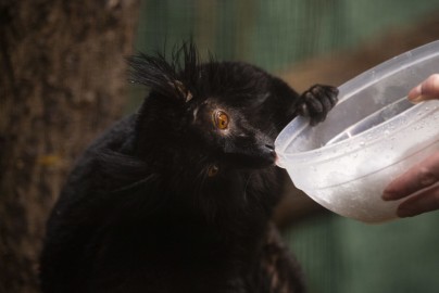 Black lemur (male) investigating snow