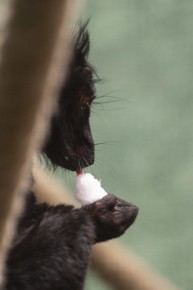 Black lemur (male) investigating snow