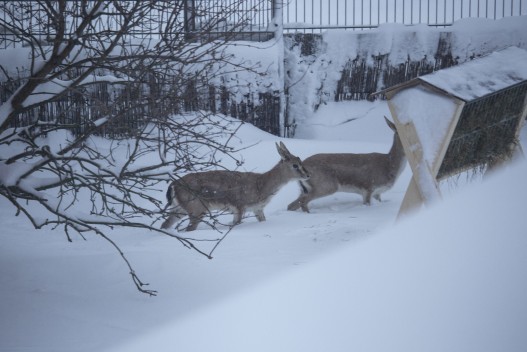 Newly arrived goitered gazelles in snow