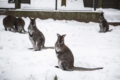 Red wallabies in the snow