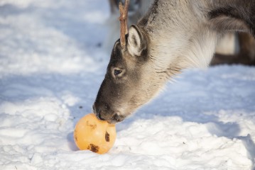 European forest reindeer (young male) with a ball