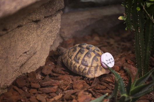 Eastern Hermann’s tortoise with movement tracker device