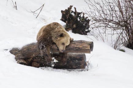 Bears hibernation has ended