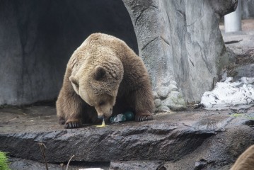 Bears eating emu eggs