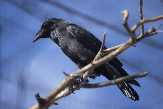Common raven