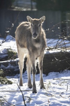 Pere David's deer (young male)