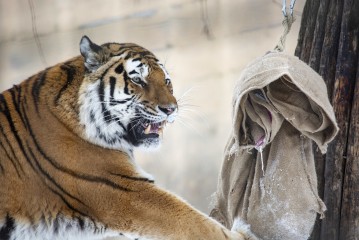 Amur tiger (female) trying to get her meal from jute bags