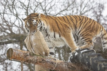 Amur tiger (male) trying to get his meal from jute bags