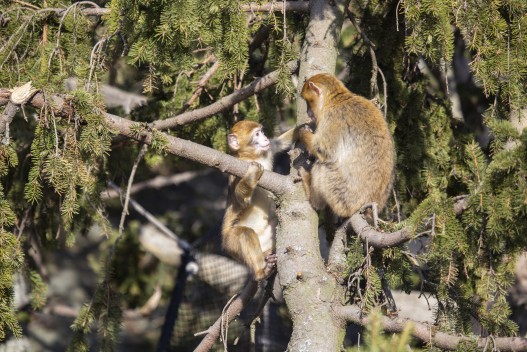 Young Barbary macaques