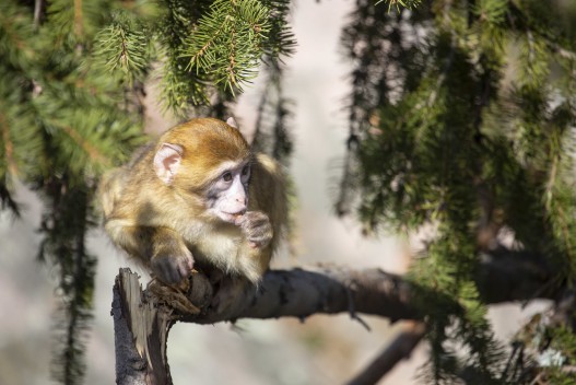 One-year-old Barbary macaque (female)