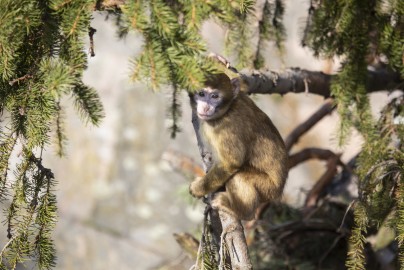 One-year-old Barbary macaque (female)