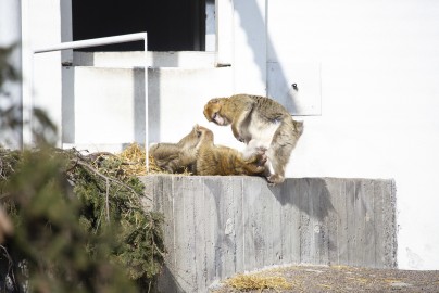 Barbary macaques in the sun