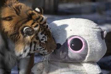 Amur tiger (male) with enrichment