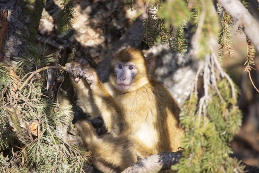 Young Barbary macaque (male)