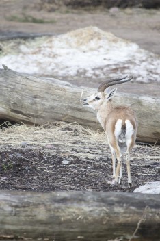 Goitered gazelle (male)