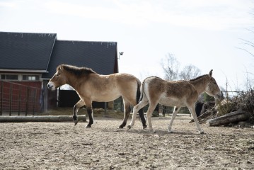 Przewalski's wild horse and kulan