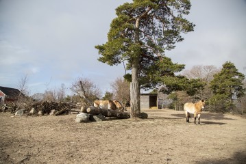 Przewalski's wild horses